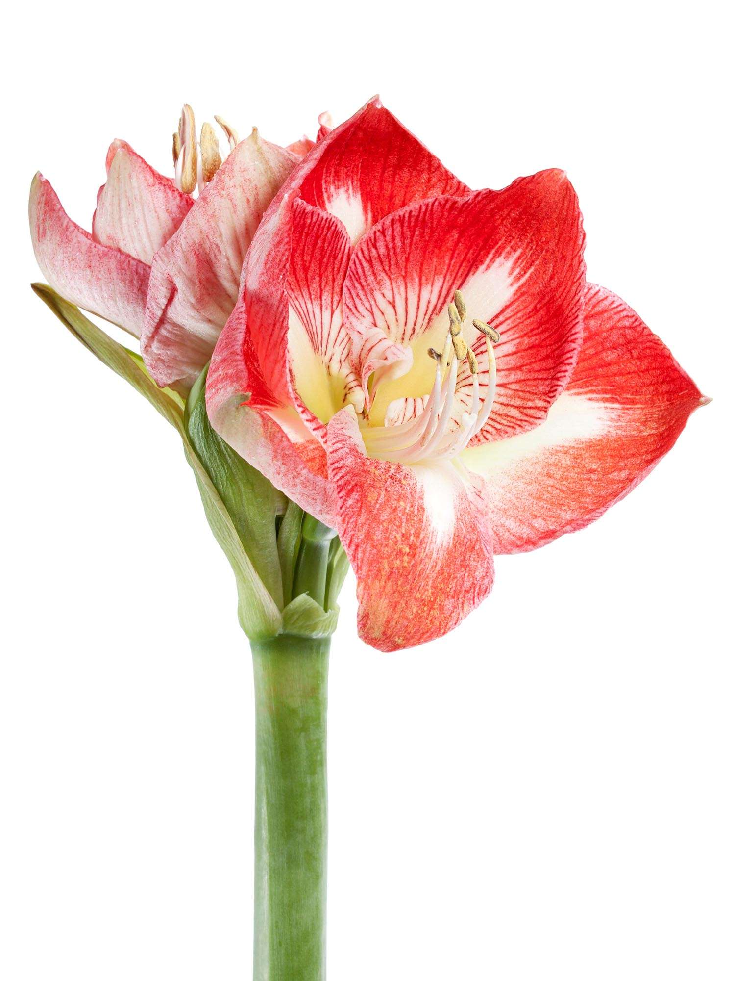 blumigo-amaryllis-minerva-schnittblume-rot-wei image 2