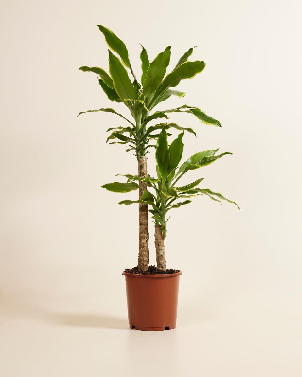 plnts-rareplnts-dracaena-goldencoast-zimmerpflanze-60-cm image 2