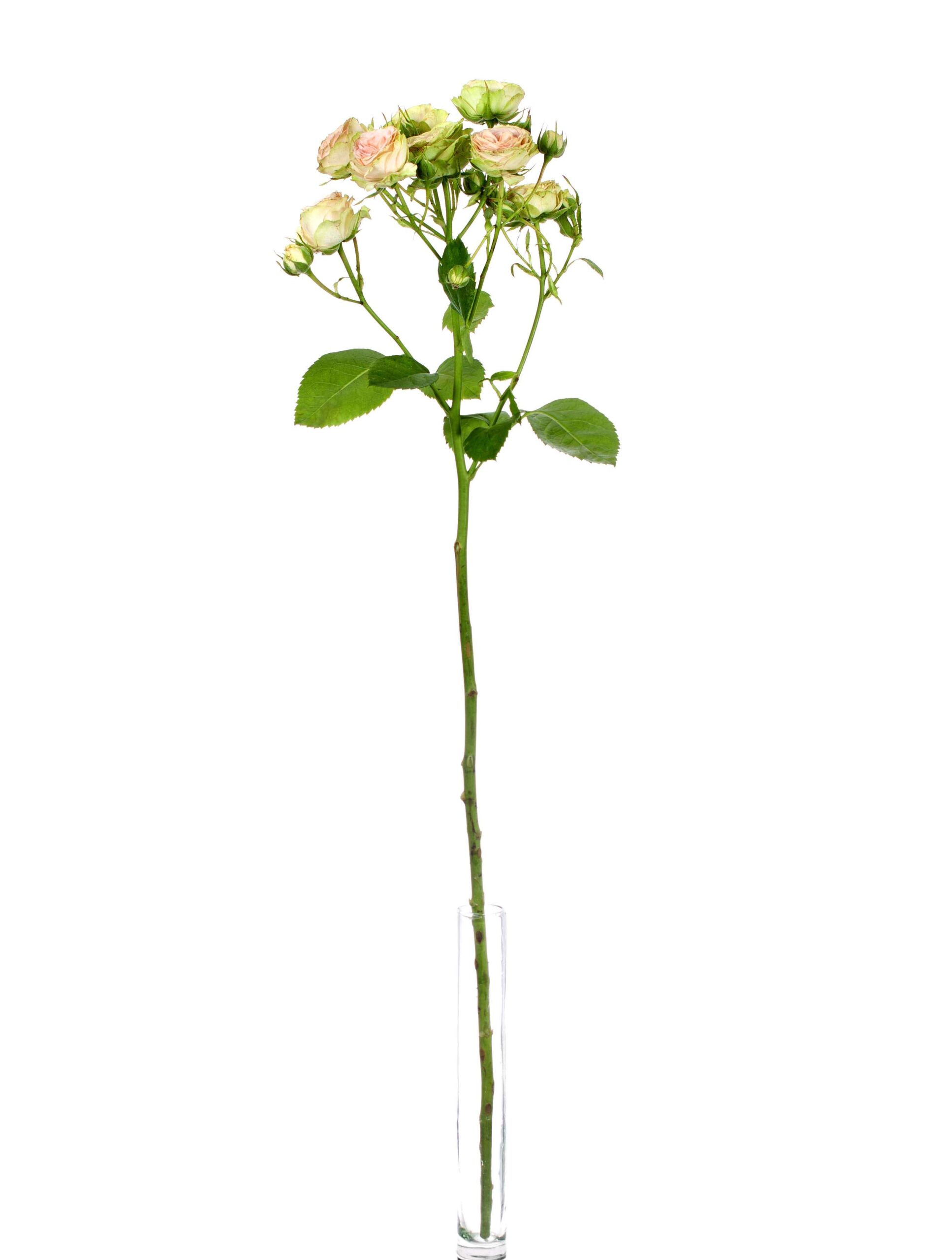 blumigo-rosen-pretty-pepita-rose-creme-apricot image 3