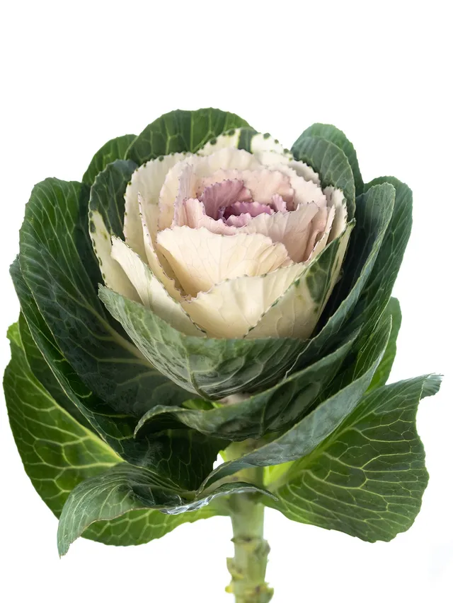 blumigo-herbstdeko-zierkohl-bicolor-wei-rosa-pflanze image 1