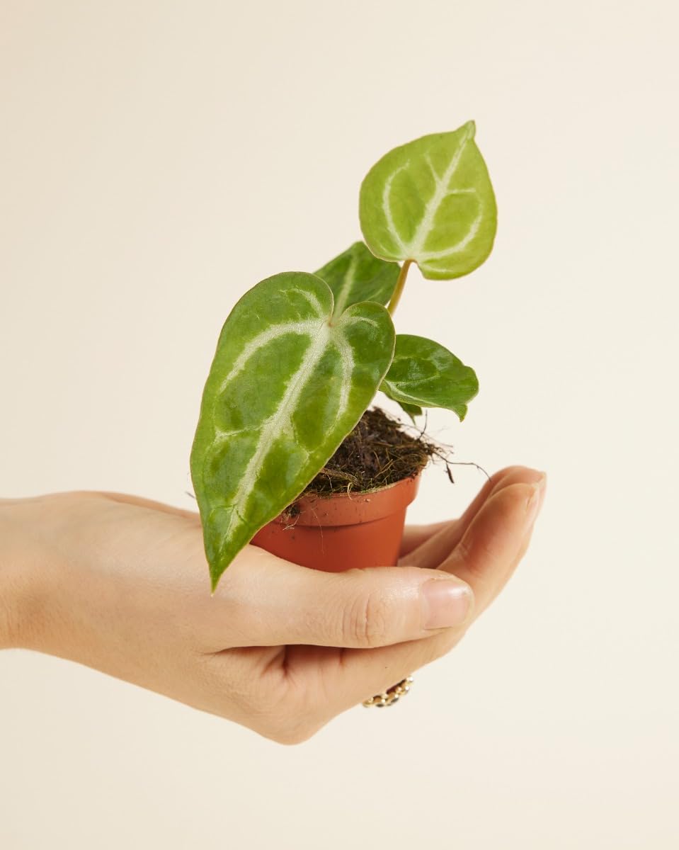 plnts-babyplnts-baby-anthurium-crystallinum-mini-pflanze-10-cm-bl-te image 2