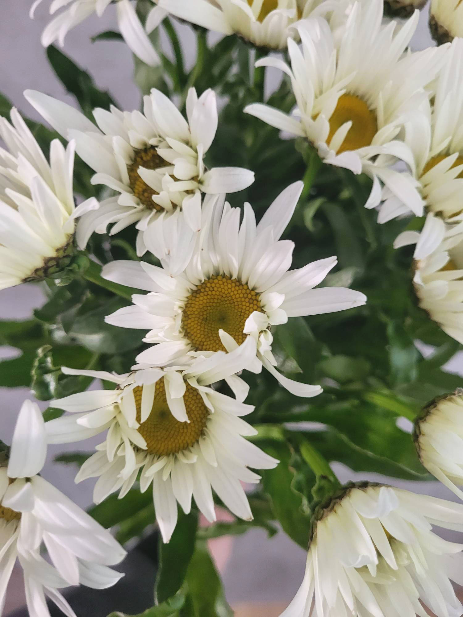 blumigo-blattwerk-margeriten-vulgare-schnittblume-wei-gelb image 3
