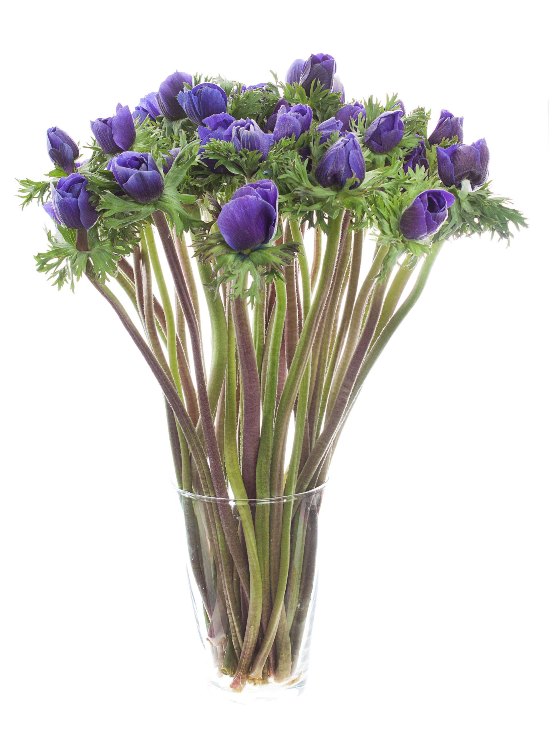 blumigo-mistral-anemone-xl-blau-schnittblume image 2