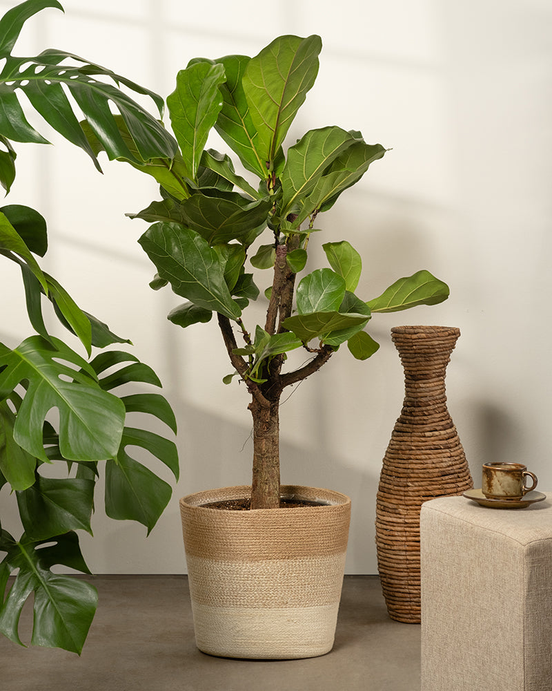 feey-lapis-pflanzenkorb-jute-30-cm-naturbelassen image 4