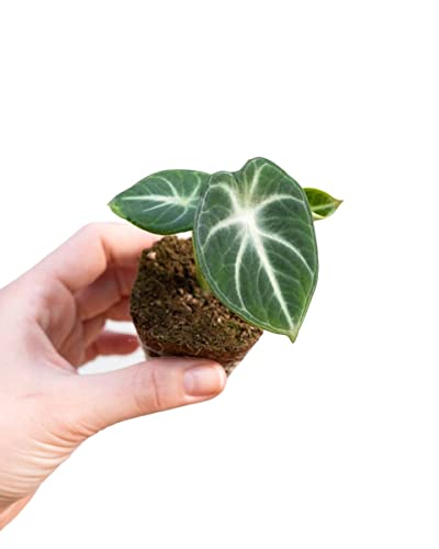 plnts-babyplnts-alocasia-ninja-zimmerpflanze-10cm-pfeilblatt image 8