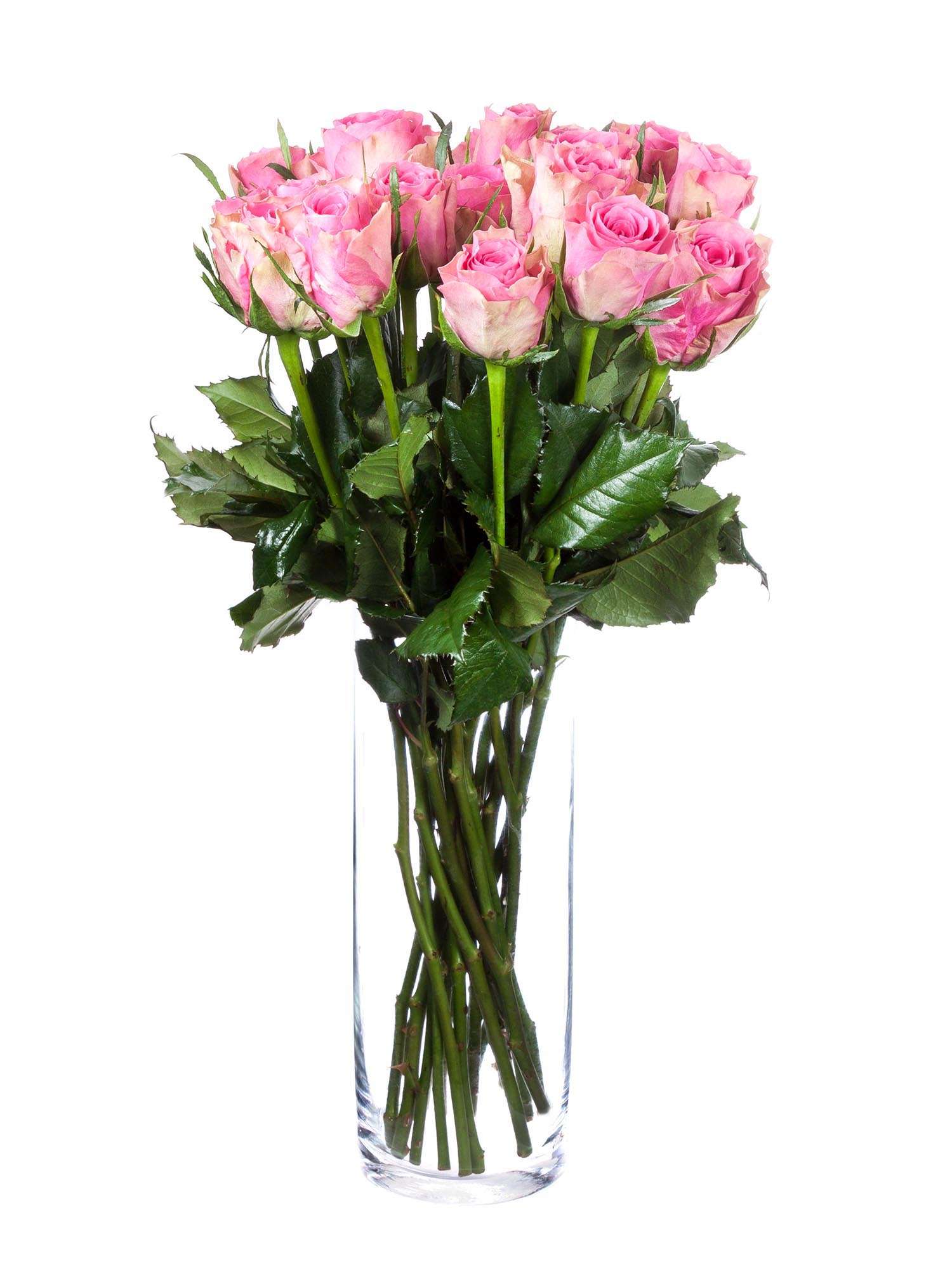 blumigo-rosen-shiary-pink-creme-stiel-frisch image 2