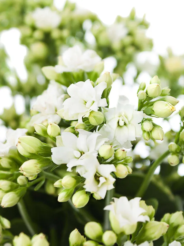 blumigo-blattwerk-kalanchoe-white-meadow-blume-wei image 1