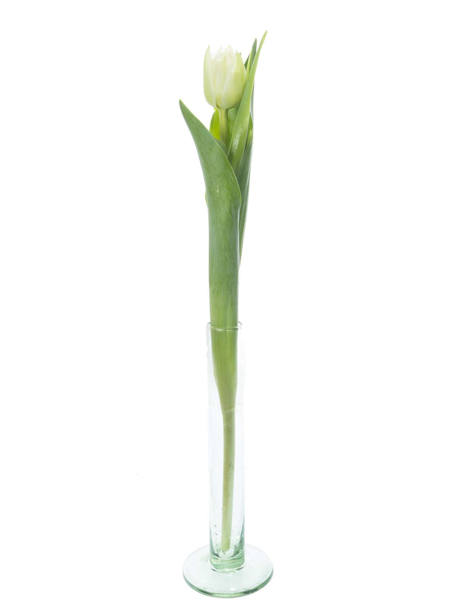 blumigo-tulpen-northcap-blume-wei-gef-llt image 3