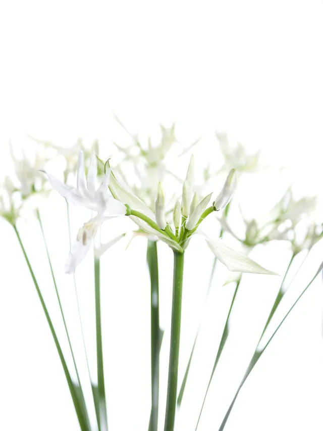 blumigo-nerine-white-charm-guernseylilie-wei image 1