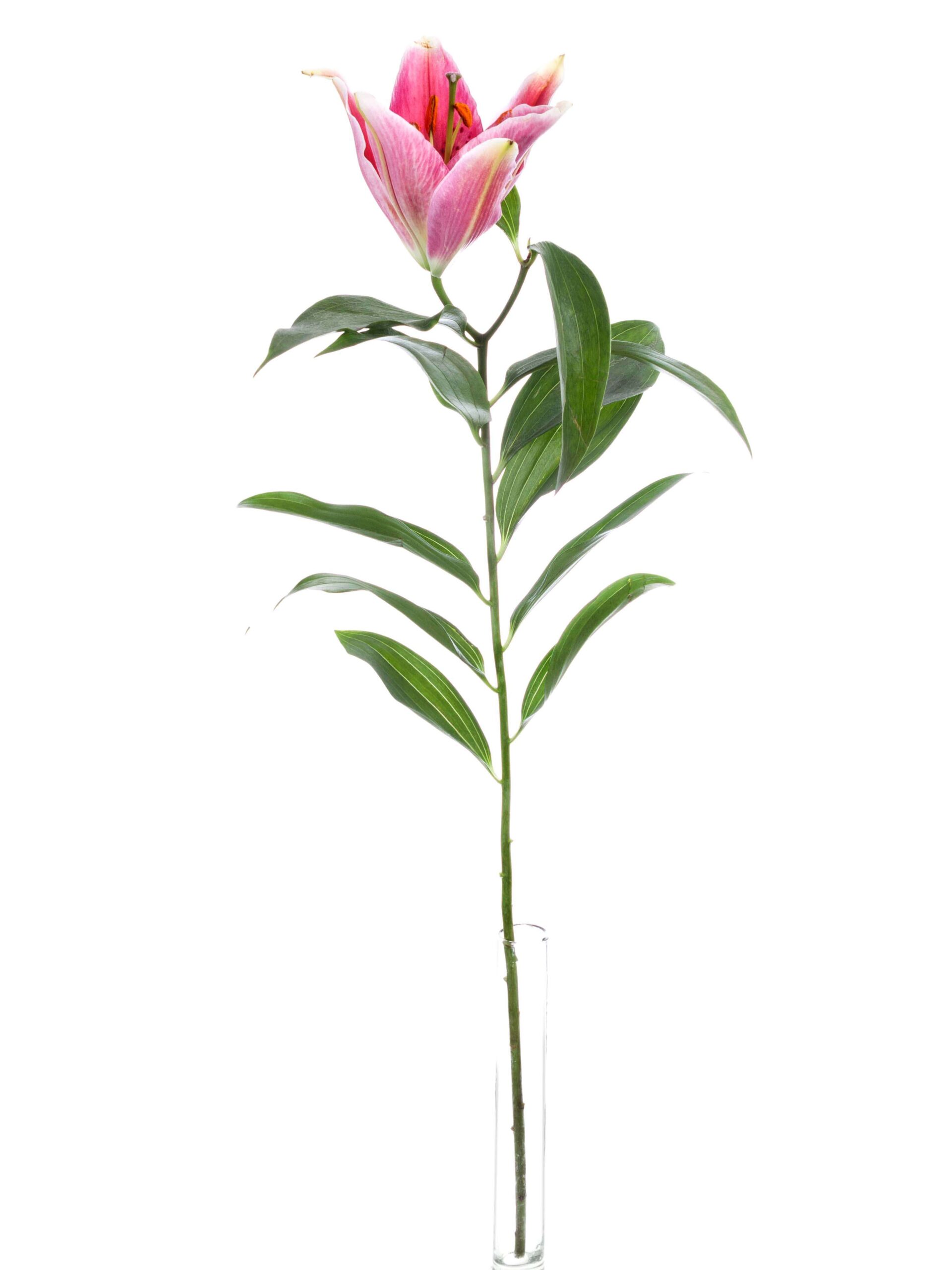 blumigo-blattwerk-lilie-canberra-pink-wei-schnittblume image 3
