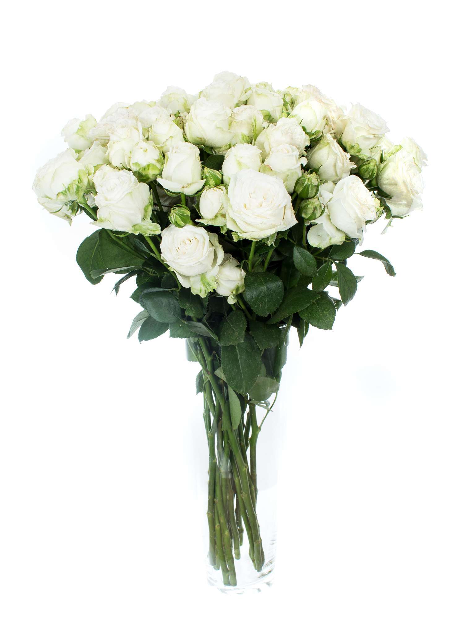 blumigo-rosen-miss-bombastic-rose-wei-verzweigt-sprayrose image 2