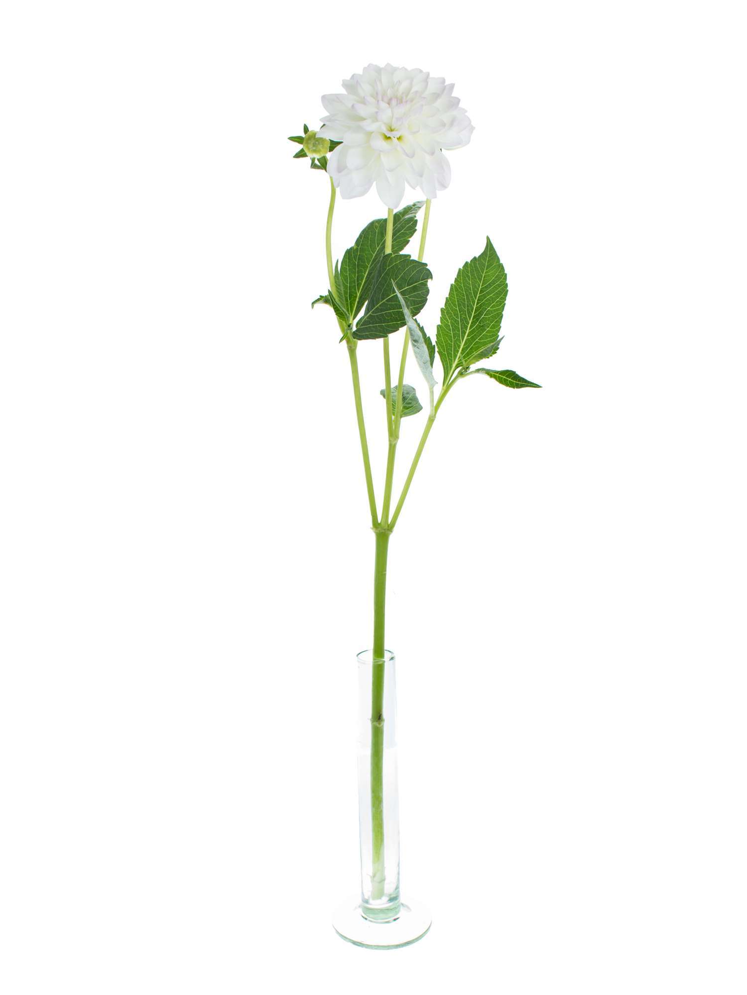 blumigo-eveline-dahlie-wei-lila-schnittblume-stiel image 3