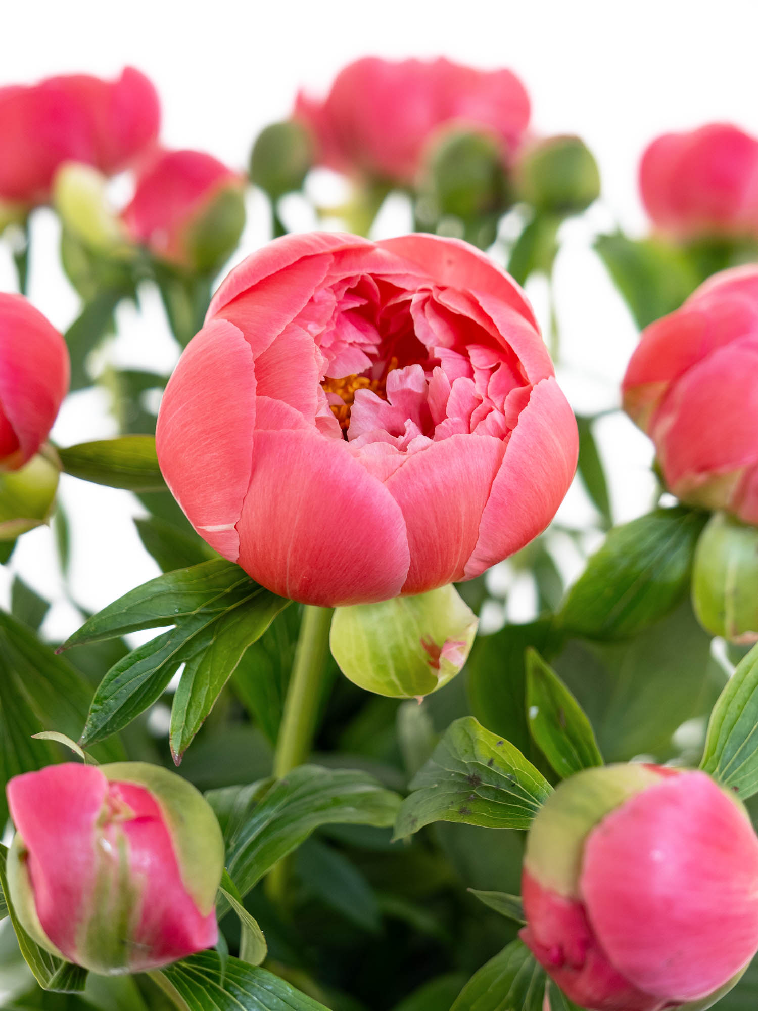 blumigo-pfingstrosen-coral-sunset-schnittblume-pink-creme image 6