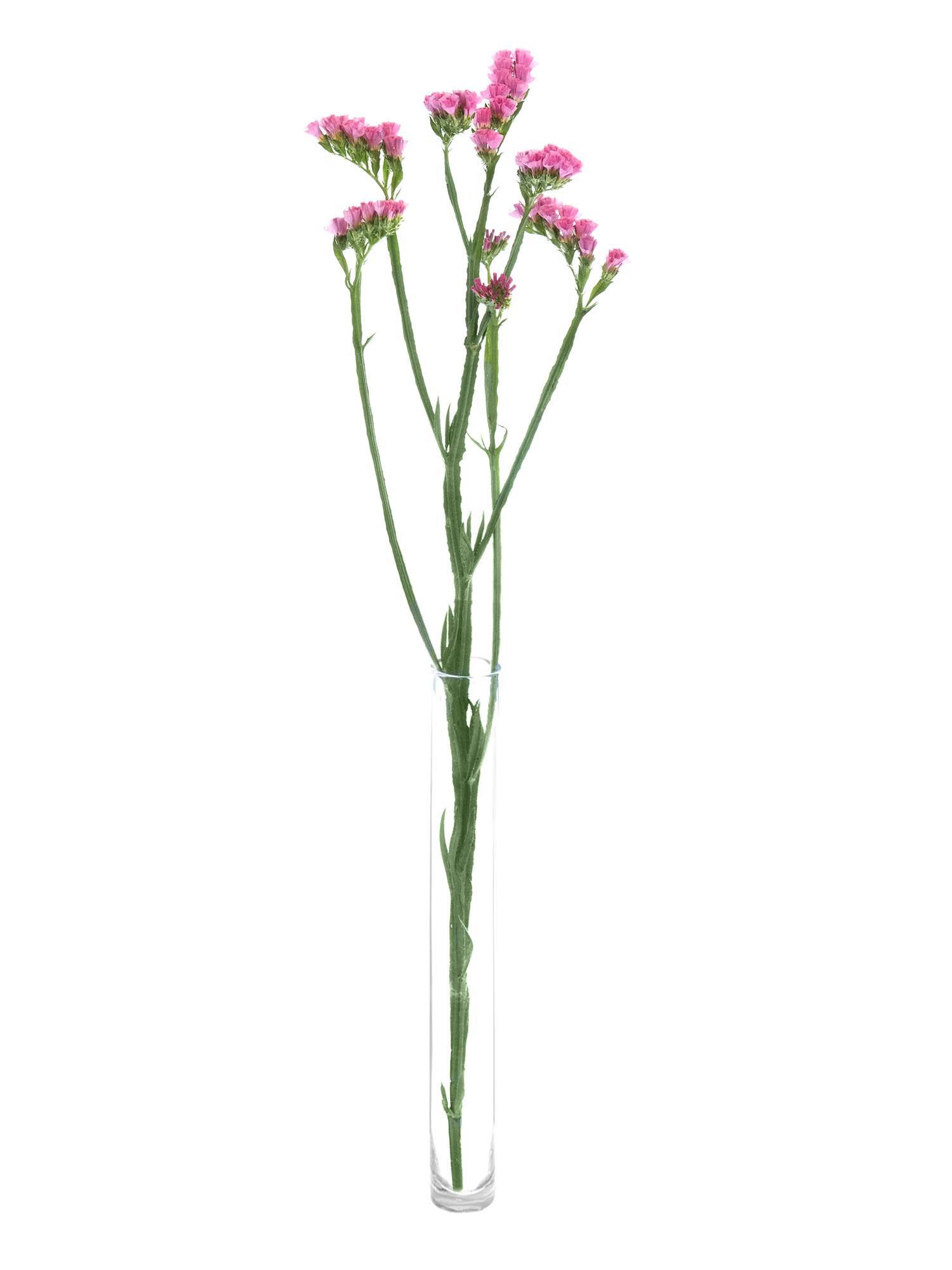 blumigo-limonium-coral-wings-schnittblume-coral-pink image 3