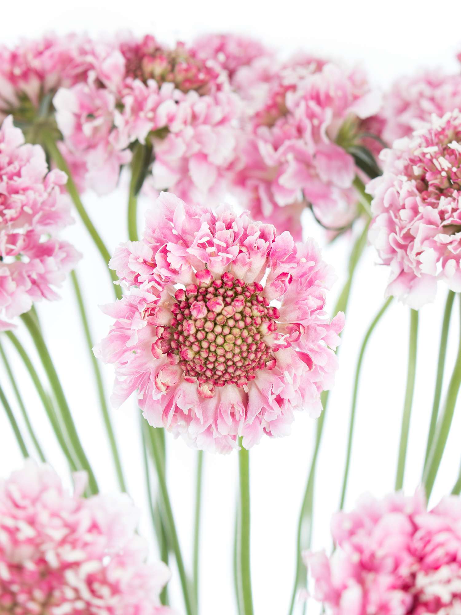 blumigo-skabiosen-schnittblumen-rosa-pink-bund-stiel image 1
