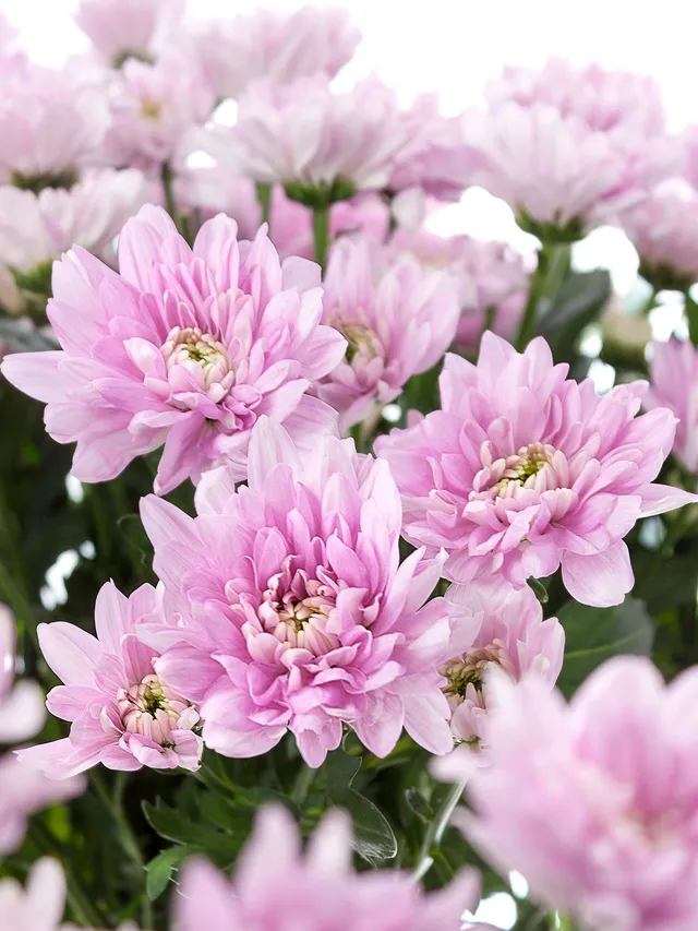blumigo-chrysanthemen-baltica-pink-schnittblumen-rosa-verzweigt image 1