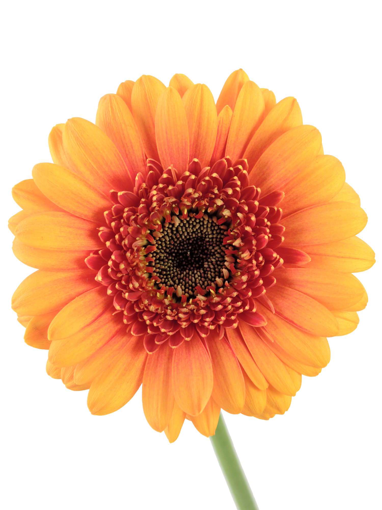 blumigo-gerbera-mini-wakita-schnittblume-orange image 1