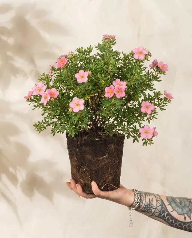 feey-amsterdam-rosa-fingerstrauch-bl-hstrauch-winterhart image 1