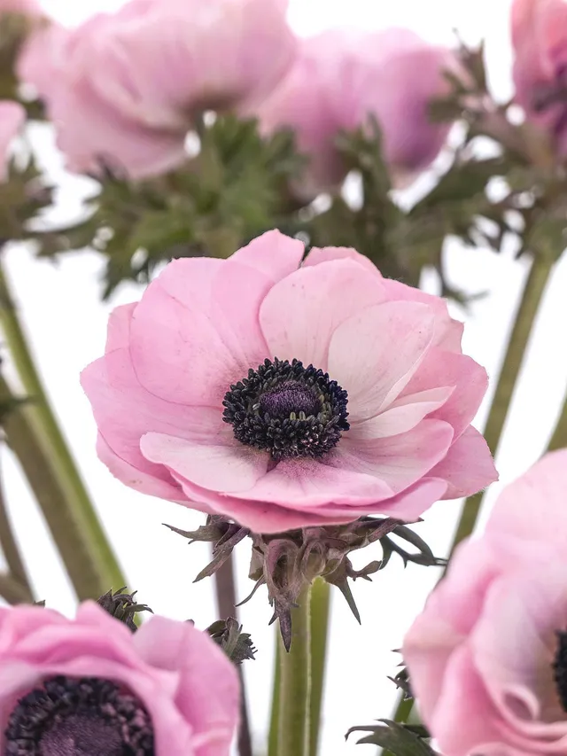 blumigo-anemonen-xl-mistral-powder-old-pink-rosa-schnittblume image 1