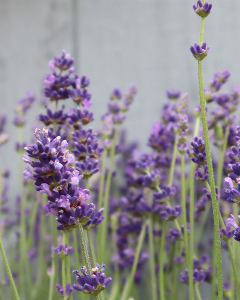 feey-amsterdam-lavendel-hidcote-blue-ohne-topf-winterhart image 8