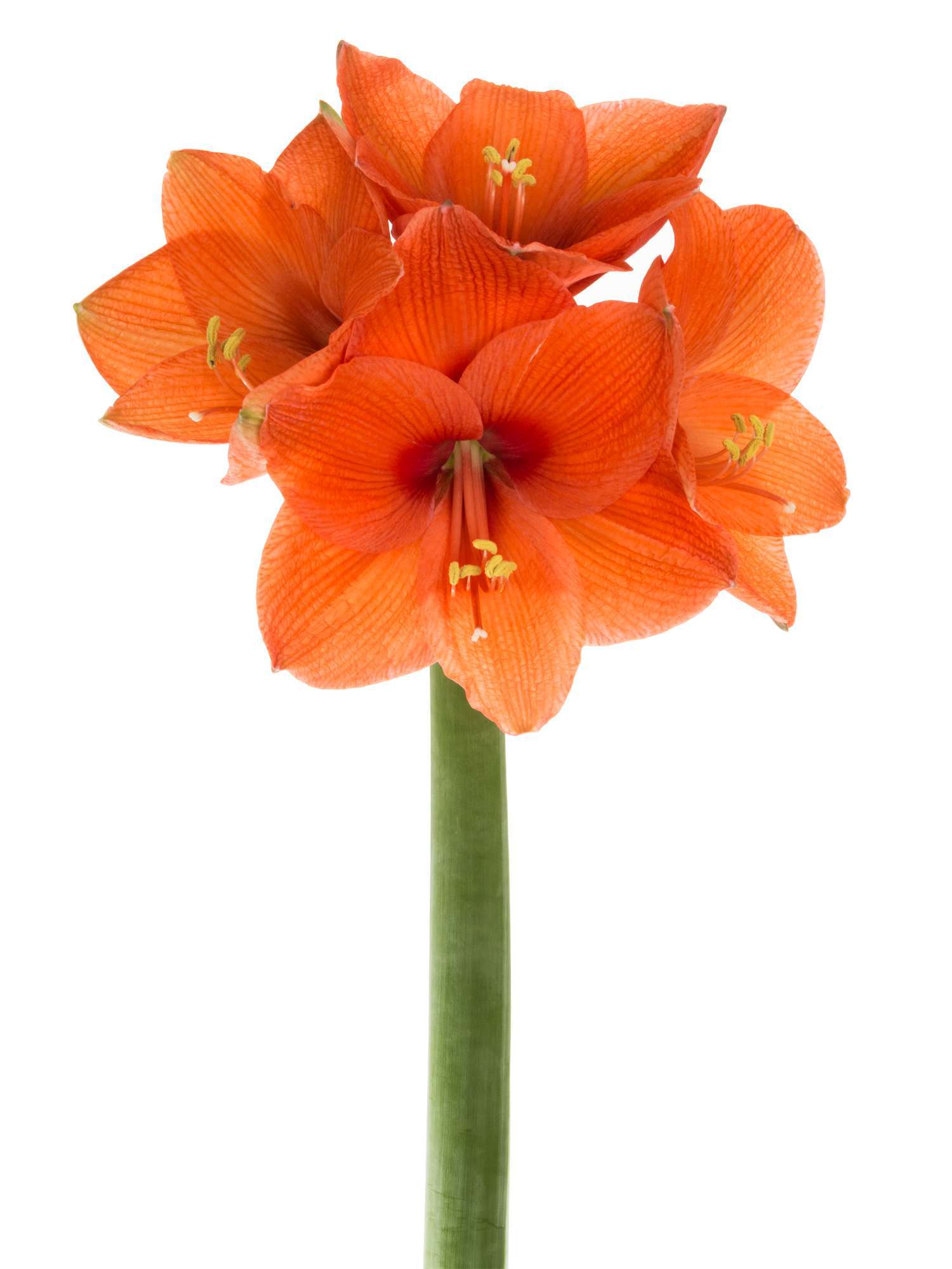 blumigo-amaryllis-naranja-schnittblume-orange image 4