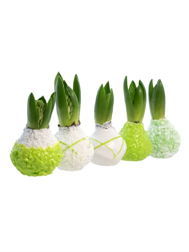 blumigo-hyazinthenknollen-gewachst-farbmix-gr-n image 1