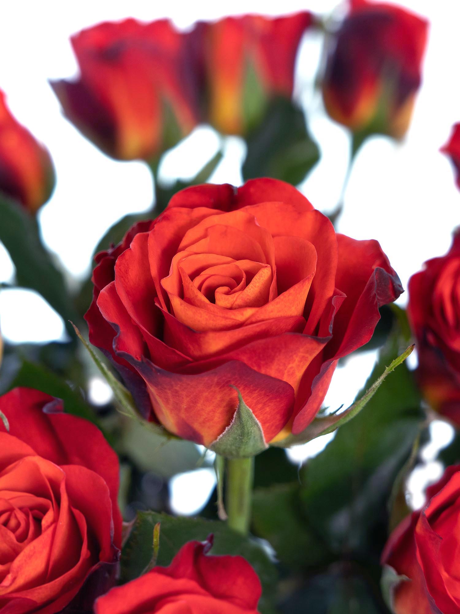 blumigo-rosen-fiorella-schnittrose-orange-rot image 1