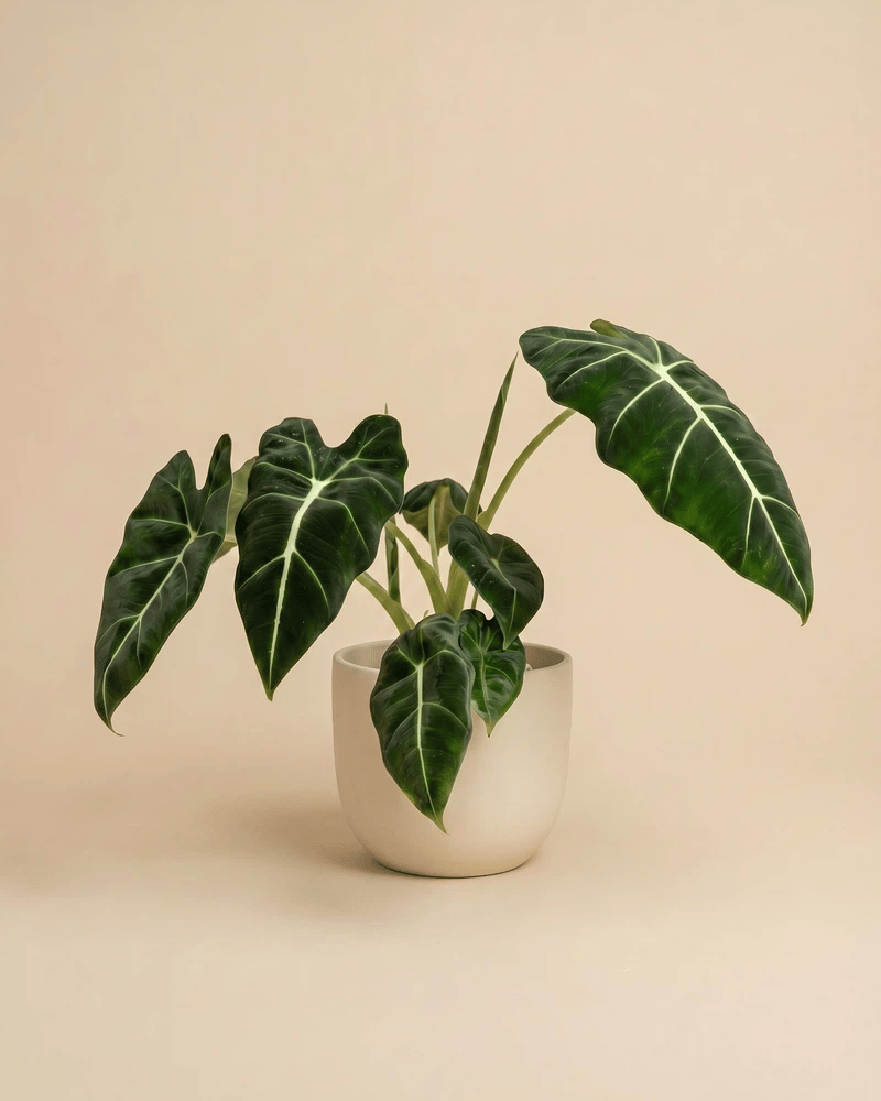 feey-variado-alocasia-frydek-zimmerpflanze-ohne-bertopf-samtig image 6