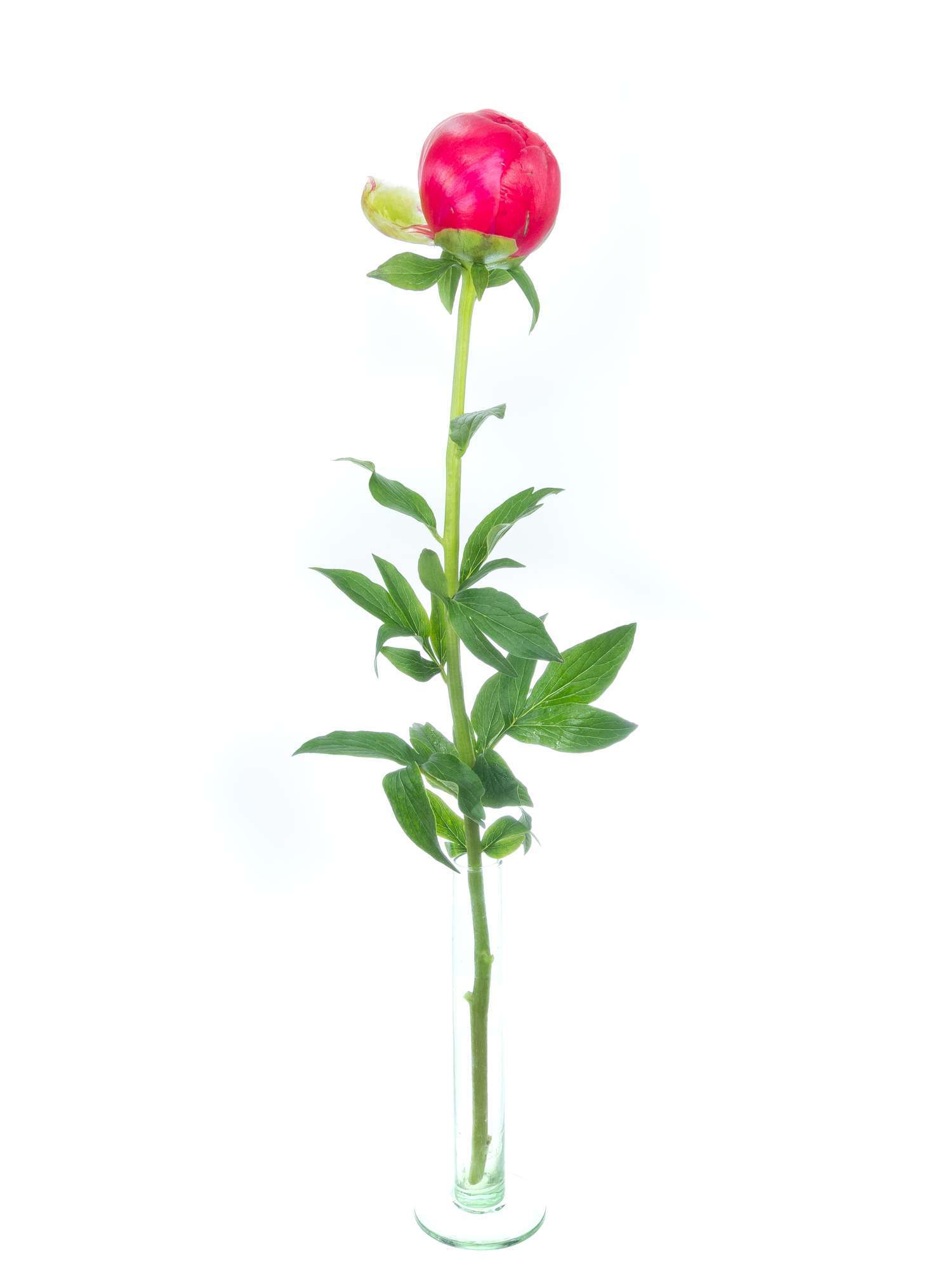 blumigo-pfingstrosen-command-performance-schnittblumen-rot-pink-creme image 5