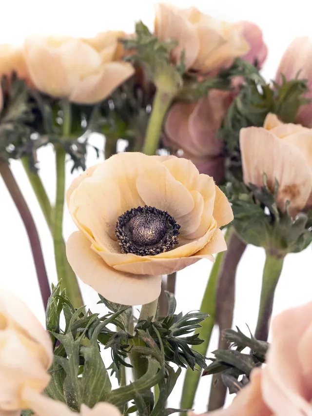 blumigo-anemonen-xl-mistral-powder-apricot-bund-apricot image 1
