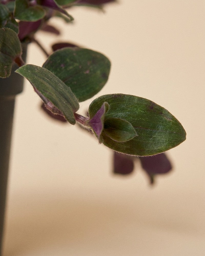 feey-variado-tradescantia-bunny-bellies-zimmerpflanze-klein image 4