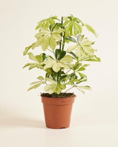 plnts-schefflera-melanie-fingeraralie-zimmerpflanze-13cm image 8