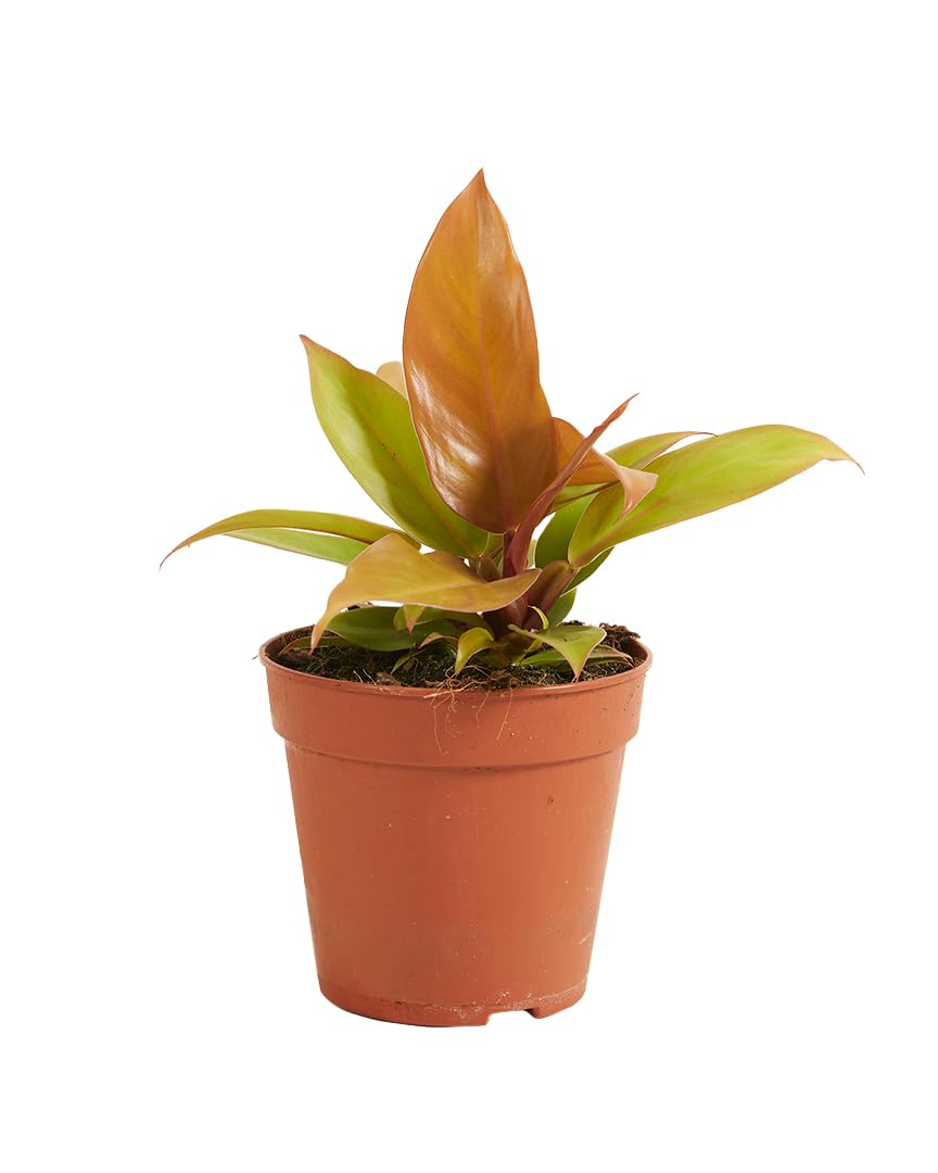 plnts-rareplnts-philodendron-prince-of-orange-zimmerpflanze-12cm image 6