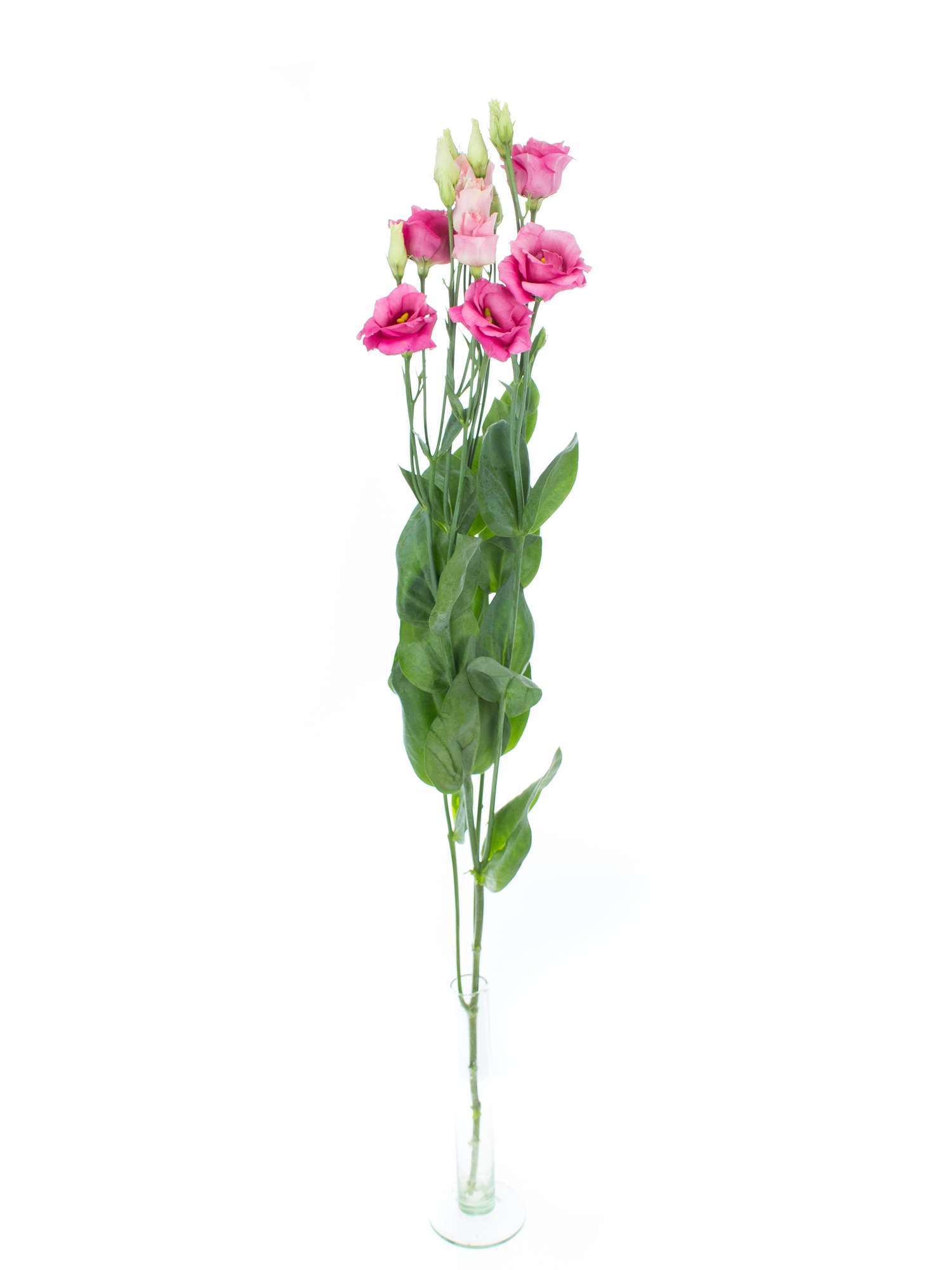blumigo-rosen-lisianthus-eustoma-rosita-rose-alt-rosa image 4