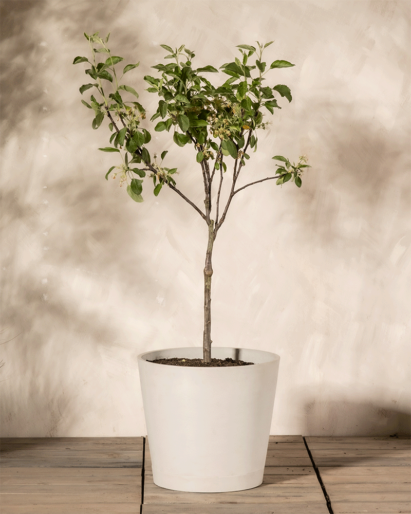feey-amsterdam-malus-domestica-braeburn-patio-apfelbaum-essbar image 5