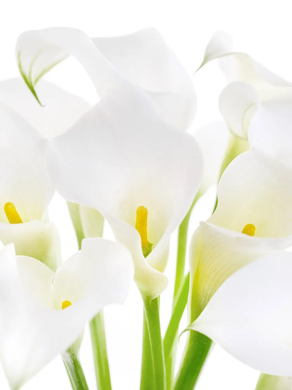 blumigo-calla-captain-ventura-schnittblume-wei image 1