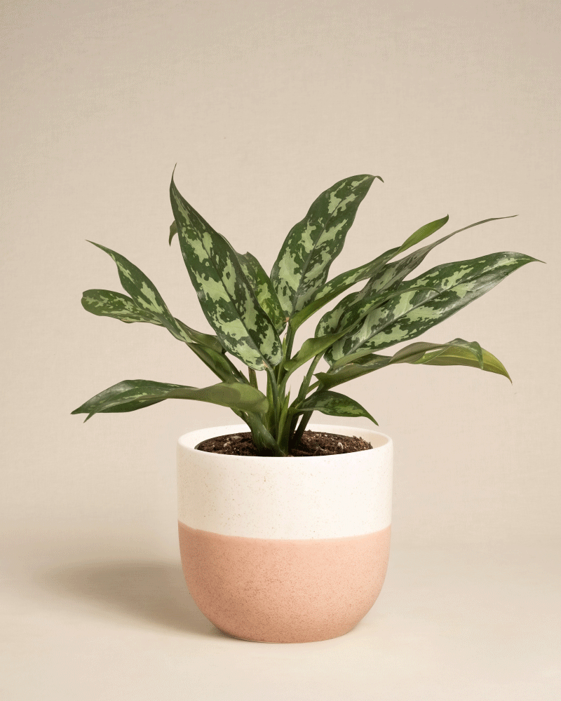 feey-variado-aglaonema-maria-zimmerpflanze-ohne-bertopf image 7