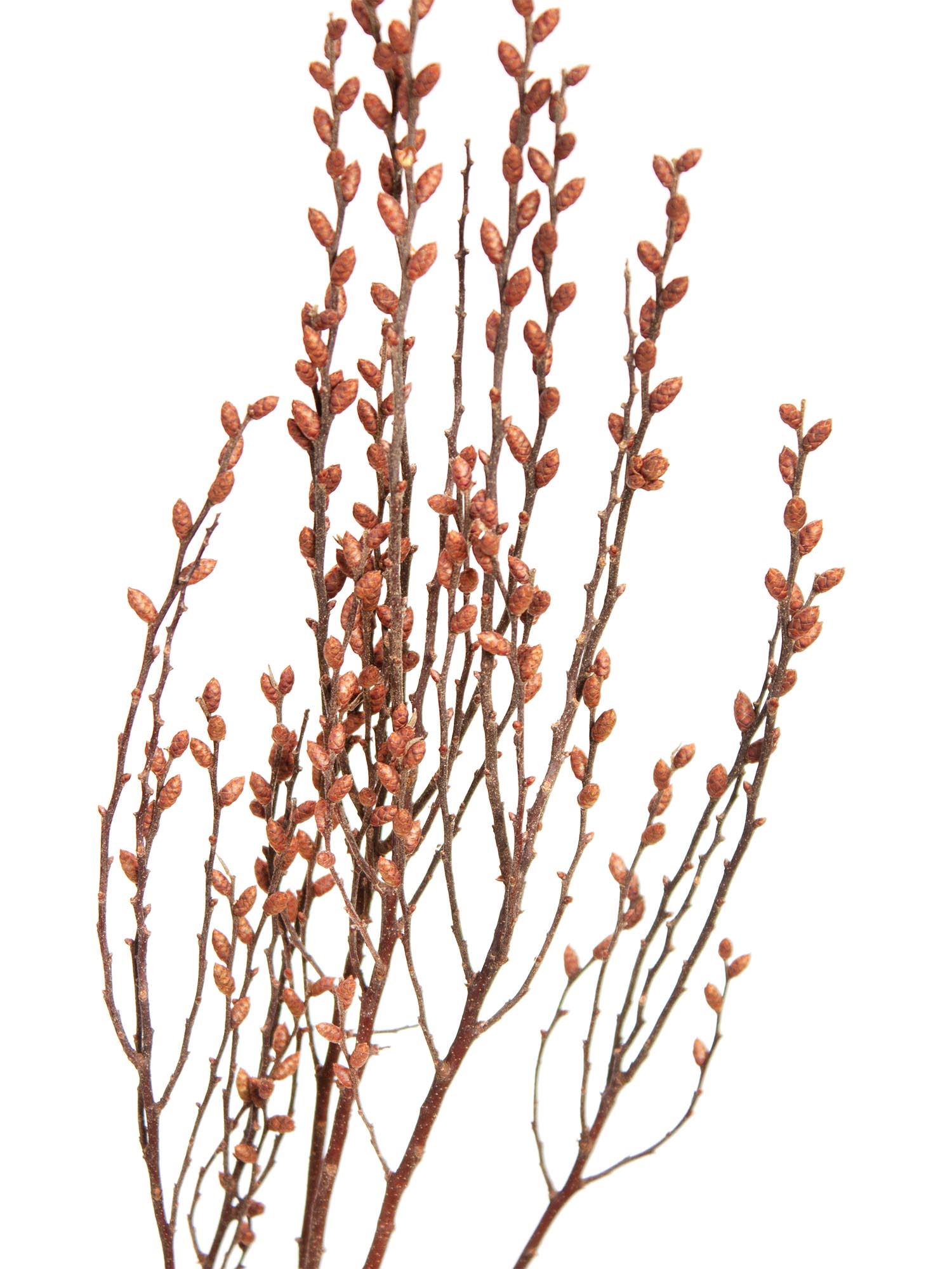 blumigo-zweige-myrica-gale-gagelzweige-bindegr-n-frisch image 4
