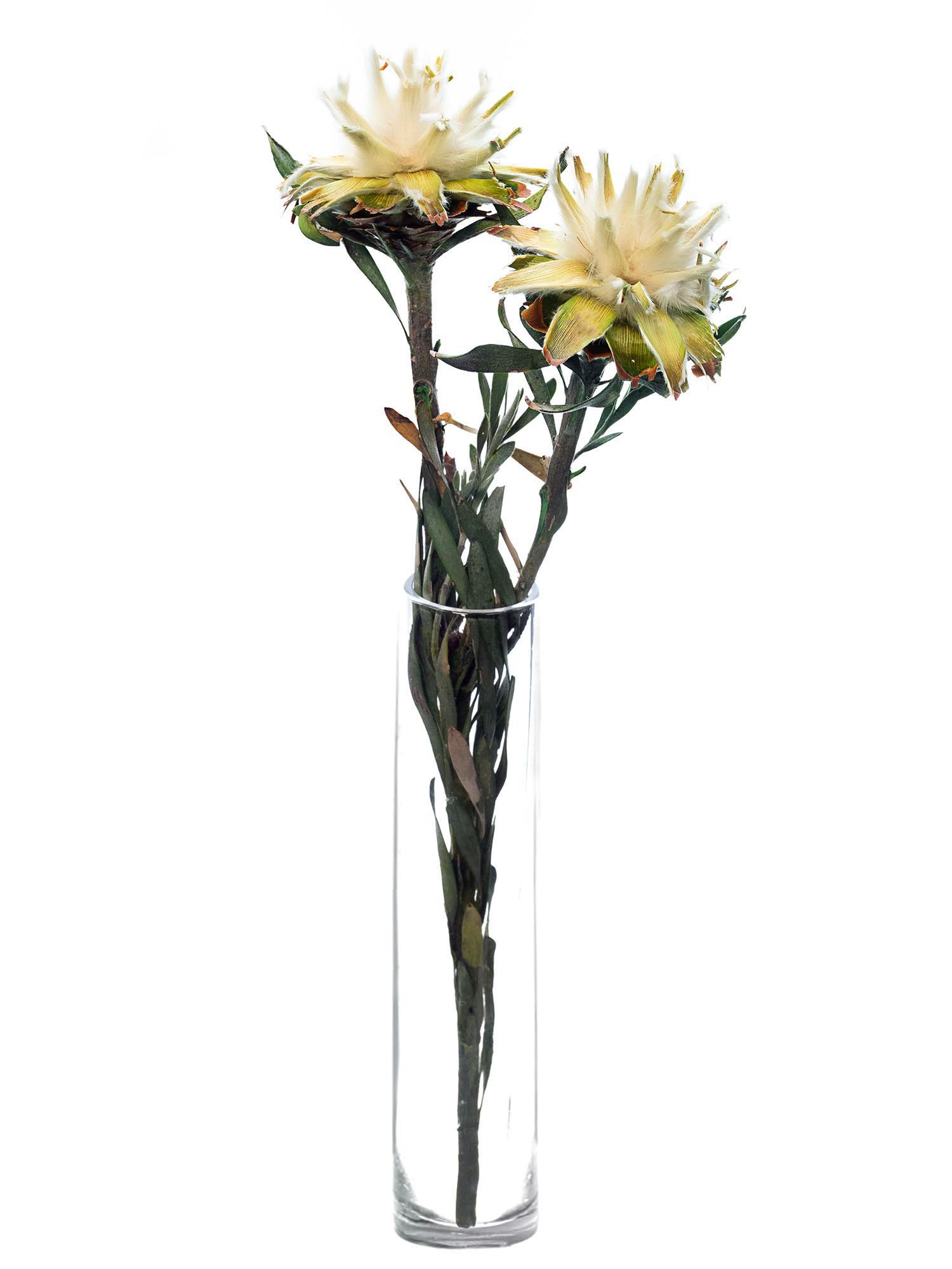 blumigo-leucospermum-plumosum-konserviert-limettengr-n-creme image 2