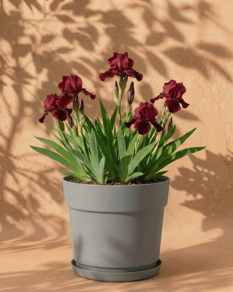 feey-amsterdam-iris-rot-blumenzwiebeln-4er-winterhart image 8
