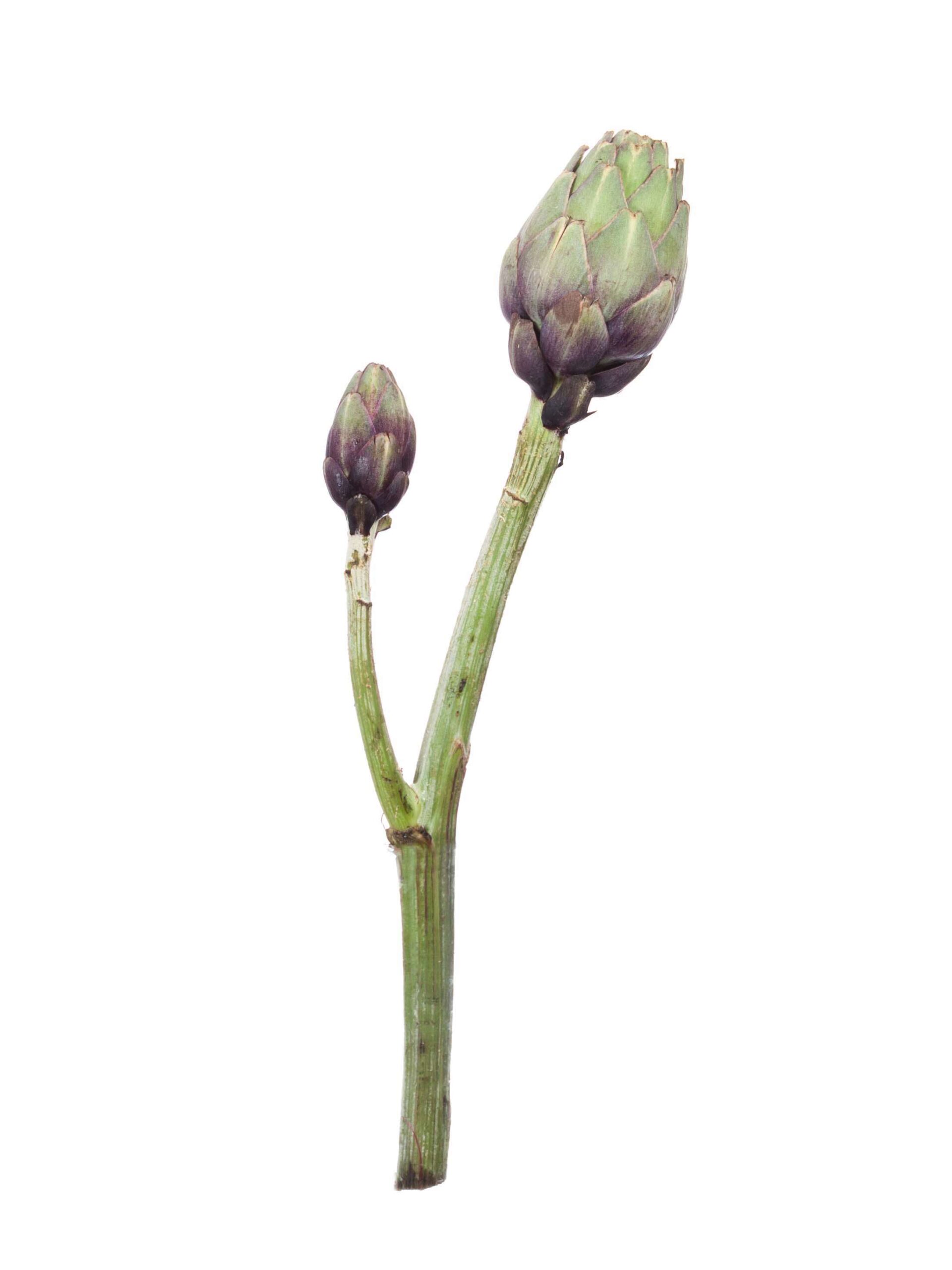 blumigo-herbstdeko-artischocken-bl-te-geschlossen-einzeln image 7
