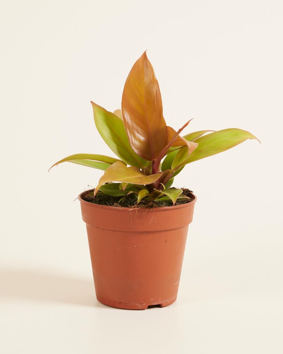 plnts-rareplnts-philodendron-prince-of-orange-zimmerpflanze-12cm image 2