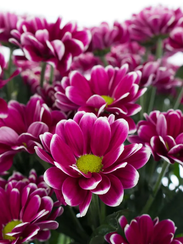 blumigo-chrysanthemen-alamos-schnittblume-pink-wei-verzweigt image 1