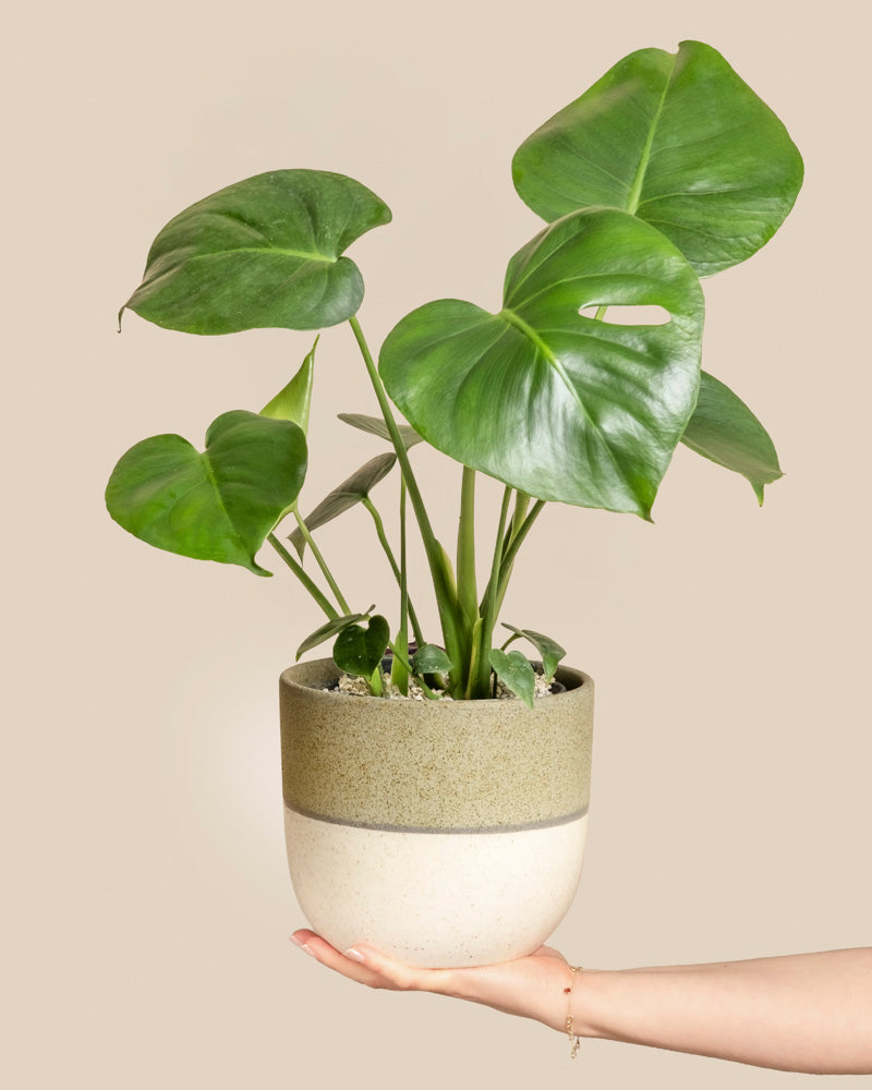 feey-variado-monstera-deliciosa-fensterblatt-ohne-bertopf-2 image 1