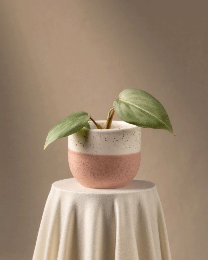 feey-variado-philodendron-gloriosum-babypflanze-ohne-bertopf image 5