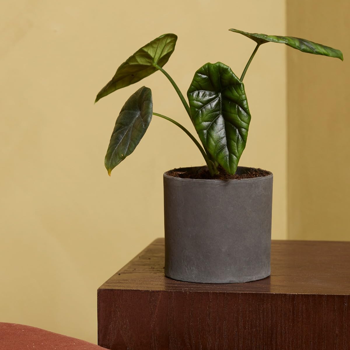 plnts-babyplnts-alocasia-sinuata-zimmerpflanze-10-cm-baby image 6