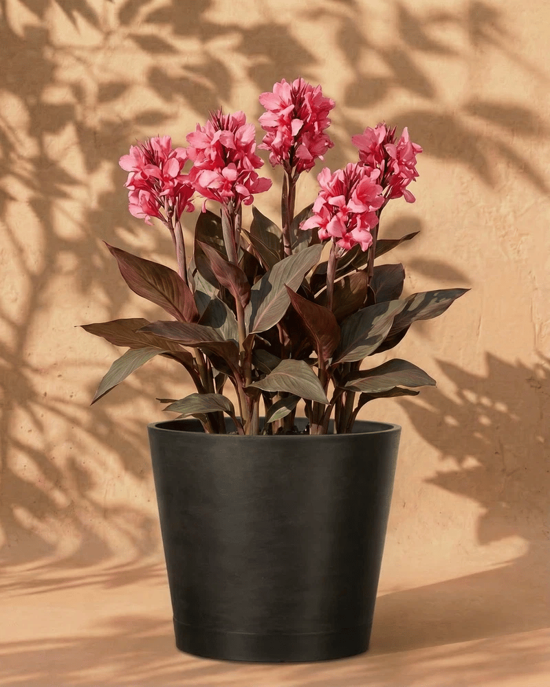 feey-amsterdam-canna-pink-knollen-3-stk-f-r-beet-und-k-bel image 5