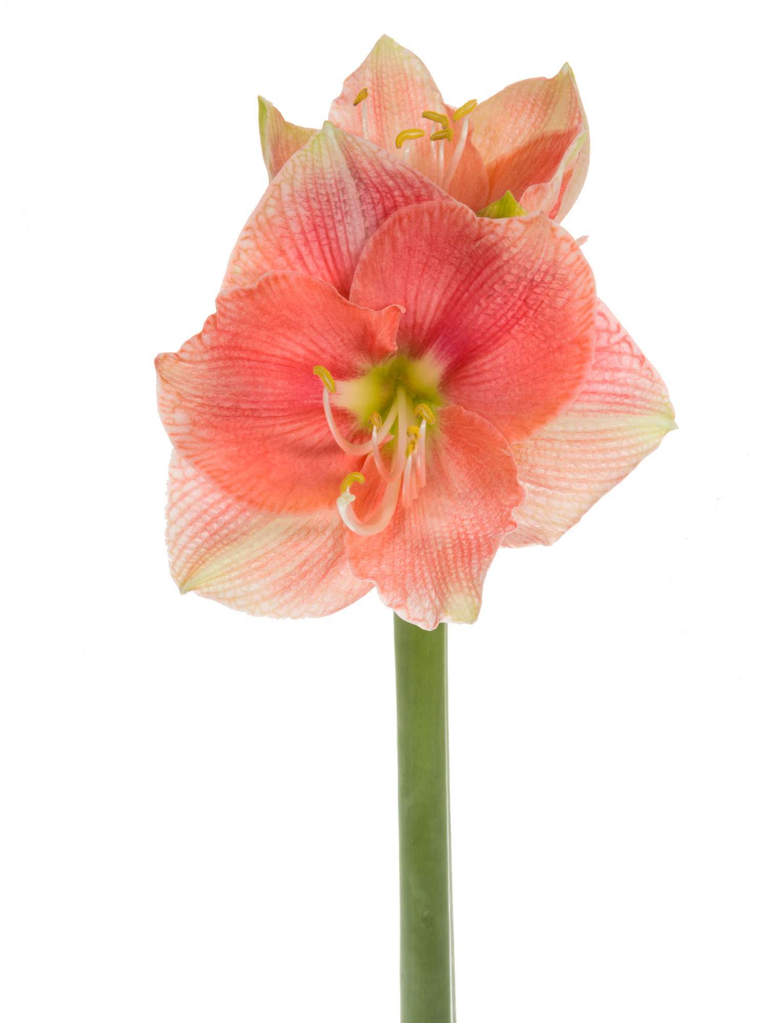 blumigo-amaryllis-reve-schnittblume-rosa-lachs-f-r-strau image 2