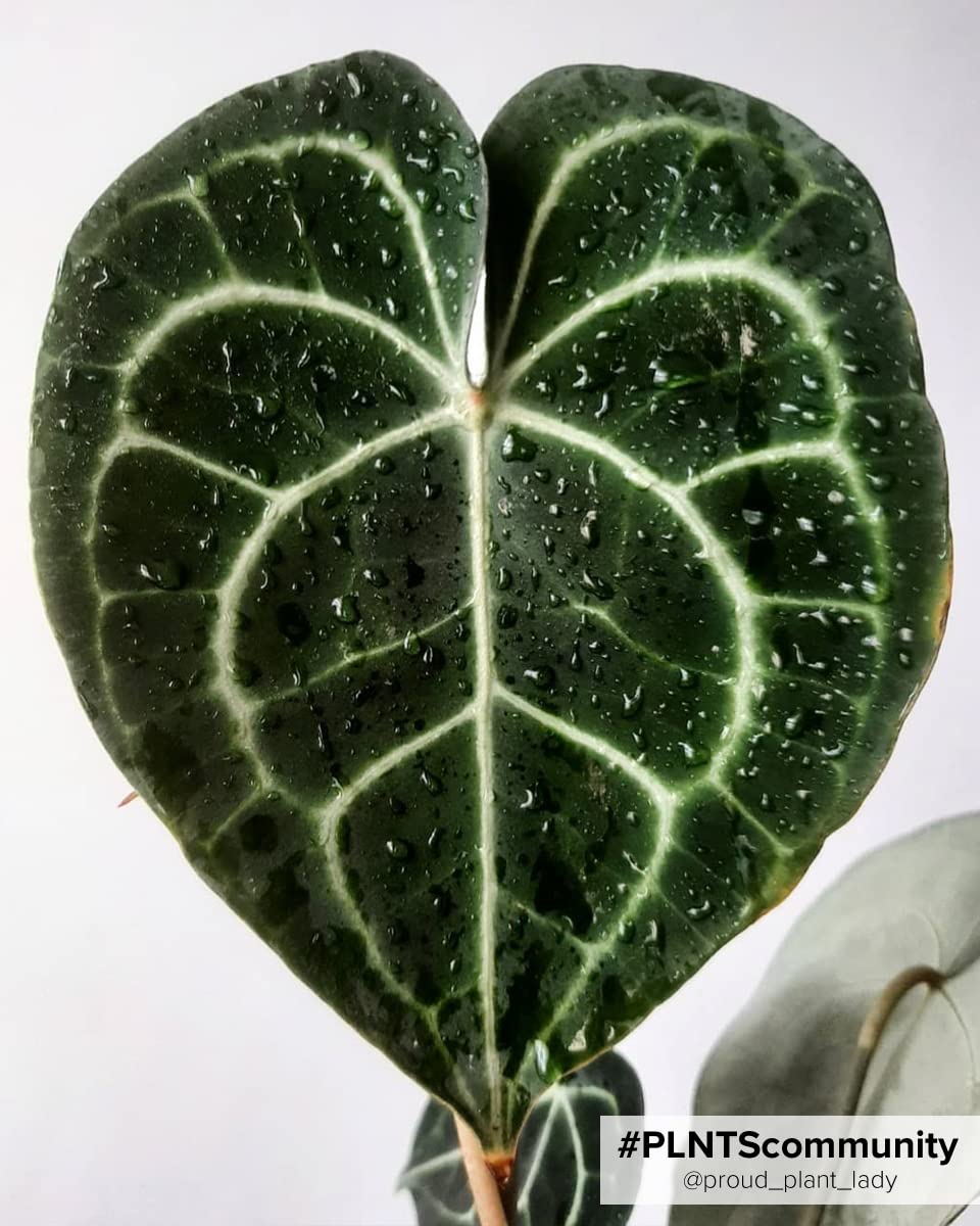 plnts-rareplnts-anthurium-clarinervium-herzblattblume-15-cm-topf image 8