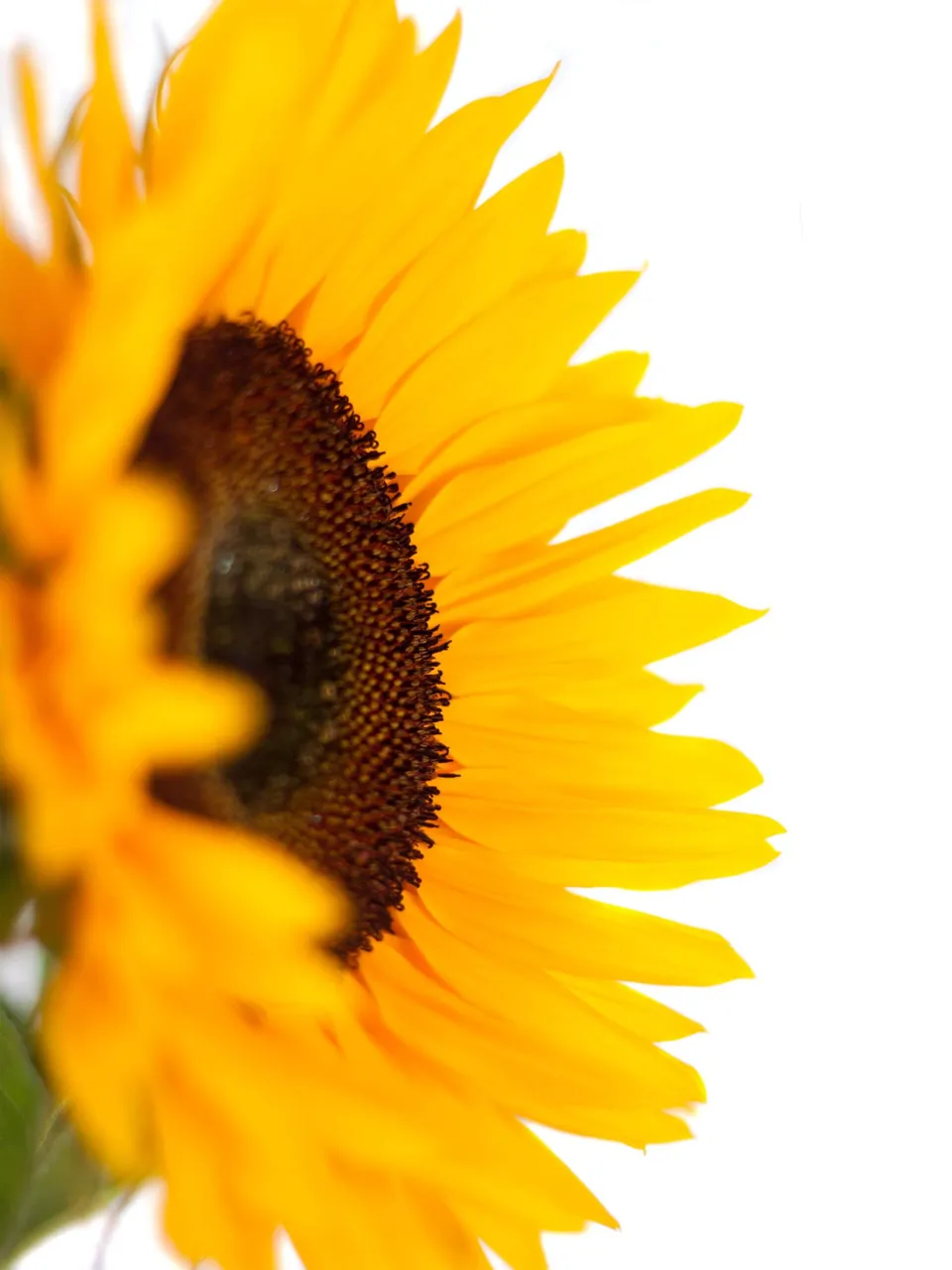 blumigo-motivkarte-gelbe-sonnenblume-floristikkarte image 1